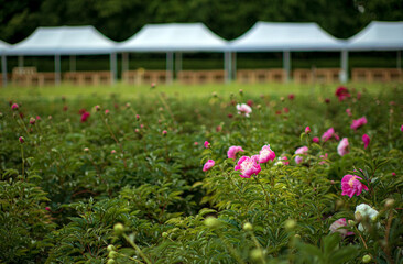 Wall Mural - peonies in the spring garden