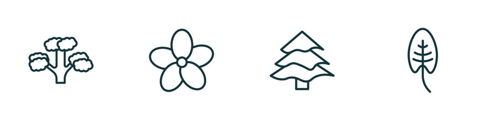 Poster - set of 4 linear icons from nature concept. outline icons included pitch pine tree, oleander, balsam fir tree, spear shaped vector