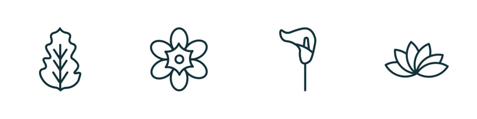 Poster - set of 4 linear icons from nature concept. outline icons included peppermint, freesia, lily, protea vector