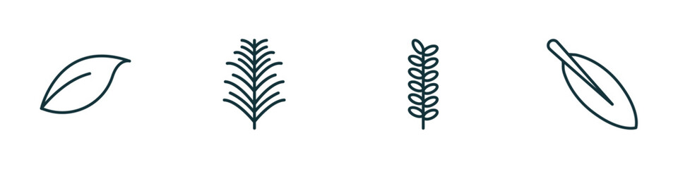 Poster - set of 4 linear icons from nature concept. outline icons included orange leaf, yew leaf, acacia, magnolia leaf vector