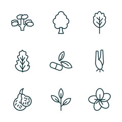 Wall Mural - set of 9 linear icons from nature concept. outline icons such as pitch pine tree, american elm tree, oak, bergamot, green tea, sakura vector