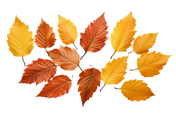 Wall Mural - autumn fall leaves isolated on transparent or white background, png