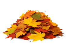 Pile Of Autumn Leaves Isolated On Transparent Or White Background, Png