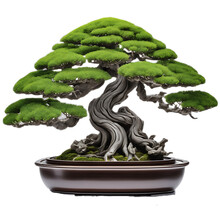 Bonsai Tree Transparent Background