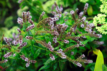 Poster - Colorful plants in summer garden