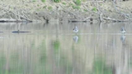 Sticker - Looking for food in the wetlands (Tringa nebularia)