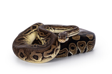 Leinwandbilder - Two morphs of Ball Python aka Python Regius, tangled up and living as friend. Isolated on a white background.