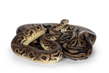 Leinwandbilder - 3 snakes; 2 Ball Python and a Boa, tangled up and living like friends. Isolated on a white background