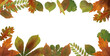 Illustration of Autumn template with a border of colorful oak, walnut and acorn leaves. Decorative background as transparent png for fall, October, September, Thanksgiving banner, or card.