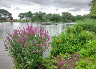 Wall Mural - scenic view of purple colored wildflowers and lake 