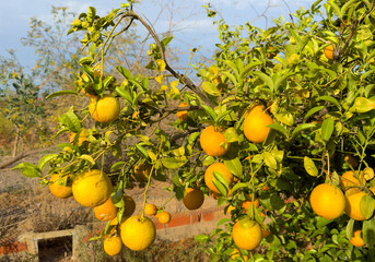 Orange fruit farm field. Mandarin tree close-up. Vibrant orange citrus fruits in garden. Mandarin trees at farm plantation cultivated in Mediterranean. Harvest season in Spain. Orange Tangerine plant