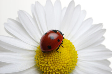 Canvas Print - Ladybug on the chamomiles flower