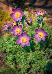 Sticker - Blooming of purple fluffy flower Oriental Pulsatilla patens pasque flowers in the Keukenhof park. Nice outdoor scenery in Netherlands. First warm day in botanical garden. Colorful floral background.