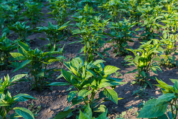 Wall Mural - Field of the bell pepper with young blooming plants