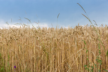 Wall Mural - Ripe winter wheat on field edge against the cloudy sky