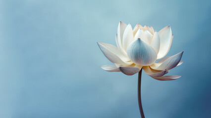 blue lotus (nymphaea caerulea) flower background, flowers composition as background project graphic 