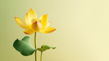 Yellow Lotus (Nelumbo Nucifera) Flower Background, Flowers Composition As Background Project Graphic Design