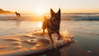 German shepherd running and playing on dog-friendly beach at sunset. Summer fun surfing vacation with dog, pet friendly trip and outdoors adventure lifestyle.