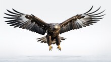 Silhouette Of Majestic White Tailed Eagle In Flight Against A White Background In Hokkaido Japan Captured In A Stunning Long Exposure Photo Perfect For Wallpaper Or Wildlif