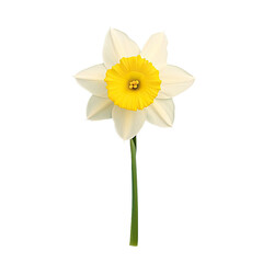 Canvas Print - Isolated daffodil on transparent background