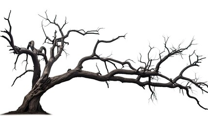 Isolated dead tree on white background