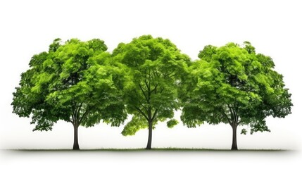 Fototapete - Isolated green tree on white background