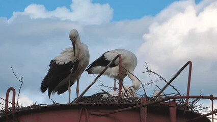 Storks in the nest. Stork returning to their nests in the spring months, the stork's nest, group of storks