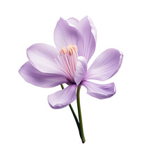 Gorgeous Purple Crocus Stands Out On A Transparent Background