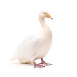 © Razvan - Glaucous gull bird isolated on white. Generative AI
