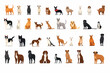 diverse dog breeds set vector flat minimalistic isolated illustration