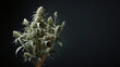 Cannabis Pflanze auf schwarzen Hintergrund, ai, generativ