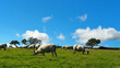 © David George - Bright summer afternoon,sheep on the moor in Cornwall,with blue sky,green grass and light cloud.