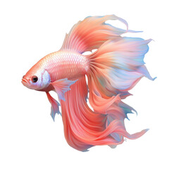 Wall Mural - isolated fighting fish on transparent background