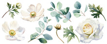Watercolor Drawing, Set Of White Flowers And Green Eucalyptus Leaves. Flowers And Buds Of Roses, Poppies, Anemones