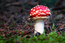 Close Up Of Poisonous Red Toadstool In Forest With Moss In Foreground.