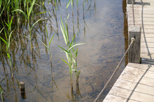 4月下旬、公園の湿地で成長し始めたヨシ
