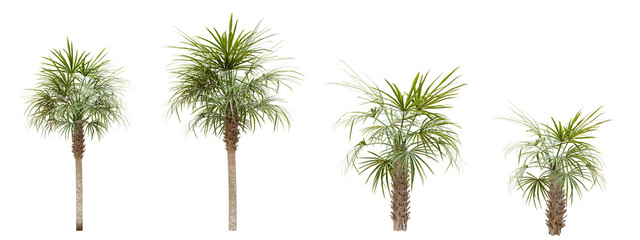 Palm tree  isolated on transparent background 3d rendering png