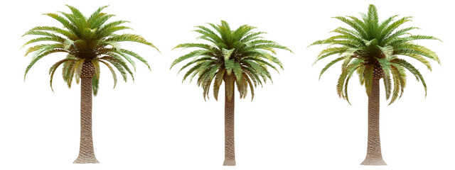 Wall Mural - Palm tree  isolated on transparent background 3d rendering png