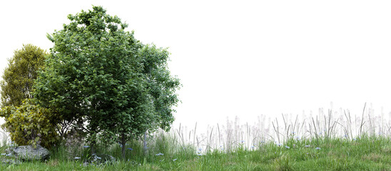 Poster - group of tree isolated on transparent background 3d rendering png
