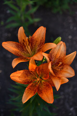  A bright orange lily in the garden. Red lily. Beautiful lily flowers.