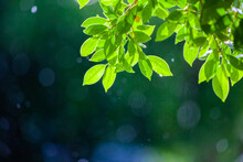 Photograph Of Leaves Without Rim Light On A Beautiful Bokeh Background. Light After Rain. Natural Background Image For Design And Text. Spring Background, Green Tree Leaves On Blurred Background.