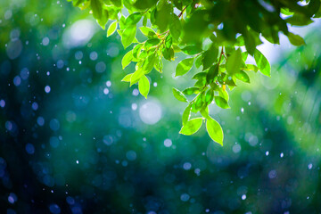 Wall Mural - Photograph of leaves without Rim Light on a beautiful bokeh background. Light after rain. Natural background image for design and text. Spring background, green tree leaves on blurred background.