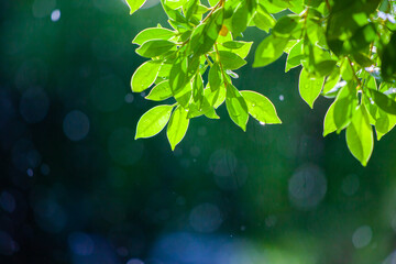 Wall Mural - Photograph of leaves without Rim Light on a beautiful bokeh background. Light after rain. Natural background image for design and text. Spring background, green tree leaves on blurred background.