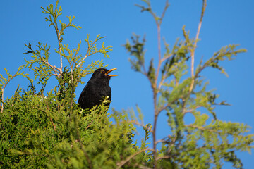 Singing european blackbird male singing with open beak and visible tongue in the top of a thuja tree under a clear blue sky