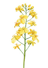 Yellow Wildflower Watercolor. Floral Isolated  For Wedding, Invitation, Greeting Cards. Watercolour Flower