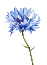 Watercolor Blue Floral. Cornflower, Hand Painted Wildflowers, Field Flower Isolated On White Background For Design, Print
