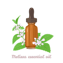 Wall Mural - Melissa (lemon balm) essential oil. Amber glass dropper bottle and plant isolated on white background. Vector illustration in cartoon flat style.