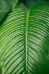 Wall Mural - Texture background of backlight fresh green Leaf. 