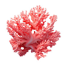 Coral In Pink, Seen From A Perspective,.