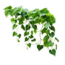 Green Leaves Of Javanese Treebine Or Grape Ivy, An Isolated Hanging Plant, With Clipping Path.